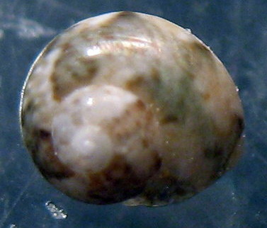 Gibbula vimontiae